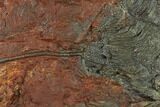 Silurian Fossil Crinoid (Scyphocrinites) Plate - Morocco #134243-1
